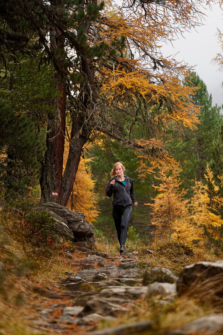 Young woman running on a trail in a forest with larch trees in autumn, Stelvio National Park, South Tyrol, Italy
