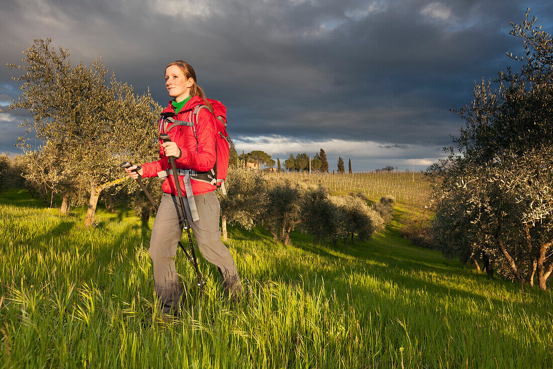 Junge Frau wandert durch einen Olivenhain, Val d Orcia, Toskana, Italien