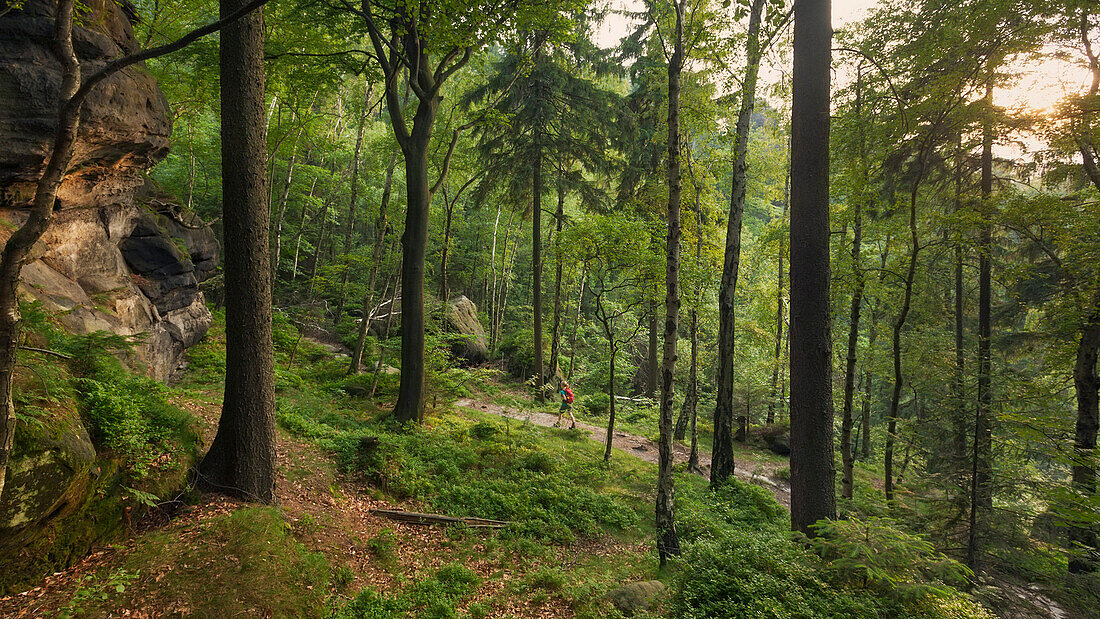 Young woman hiking through a forest, Saxon Switzerland National Park, Saxony, Germany