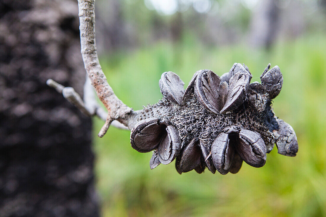 Samen von einem Banksia Baum, Wilsons Promontory, Victoria, Australien