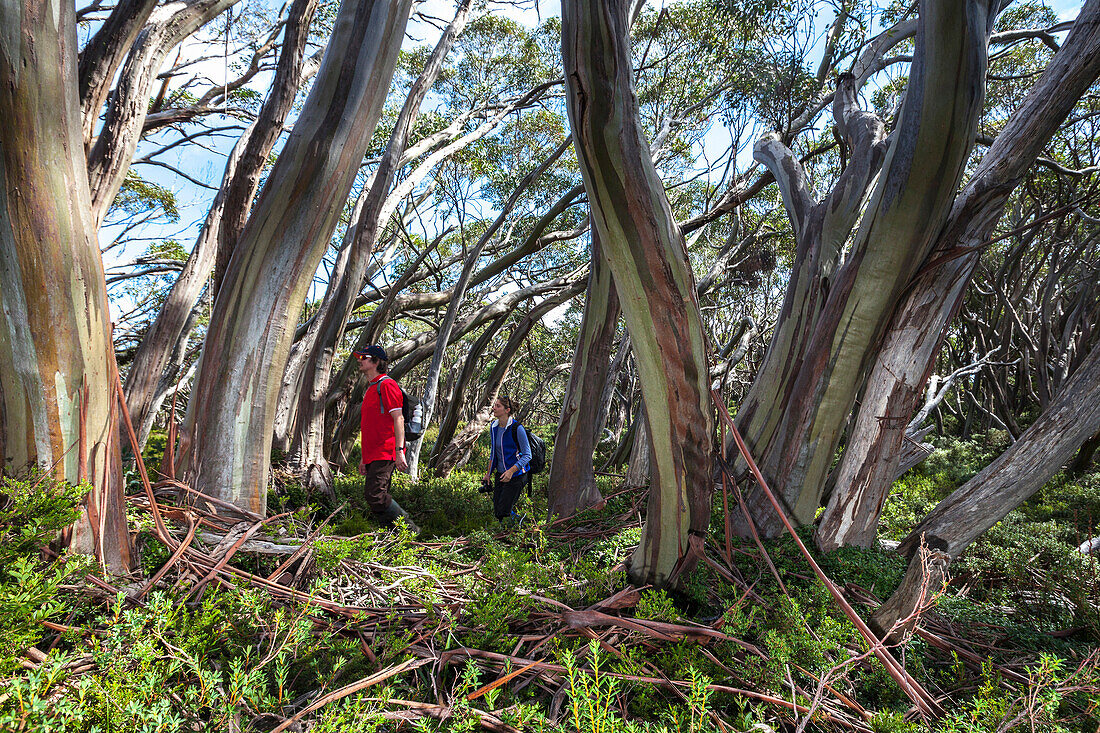 Hikers passing a forest of snow gums, Baw Baw National Park, Victoria, Australia