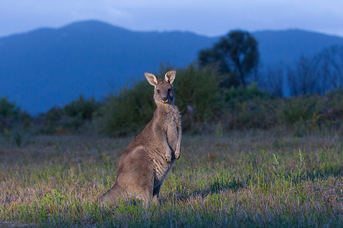 Östliches Graues Riesenkänguru, Wilsons Promontory, Victoria, Australien