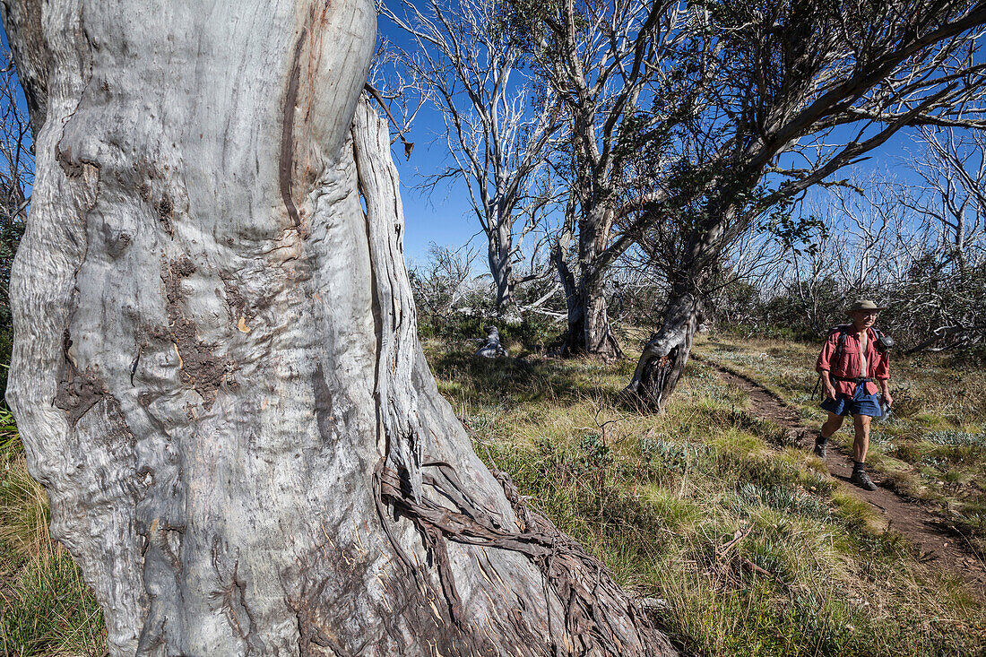 Man hiking, Alpine National Park, Victoria, Australia