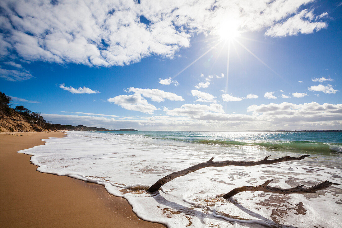 Treibholz am Strand, Mornington-Halbinsel, Victoria, Australien