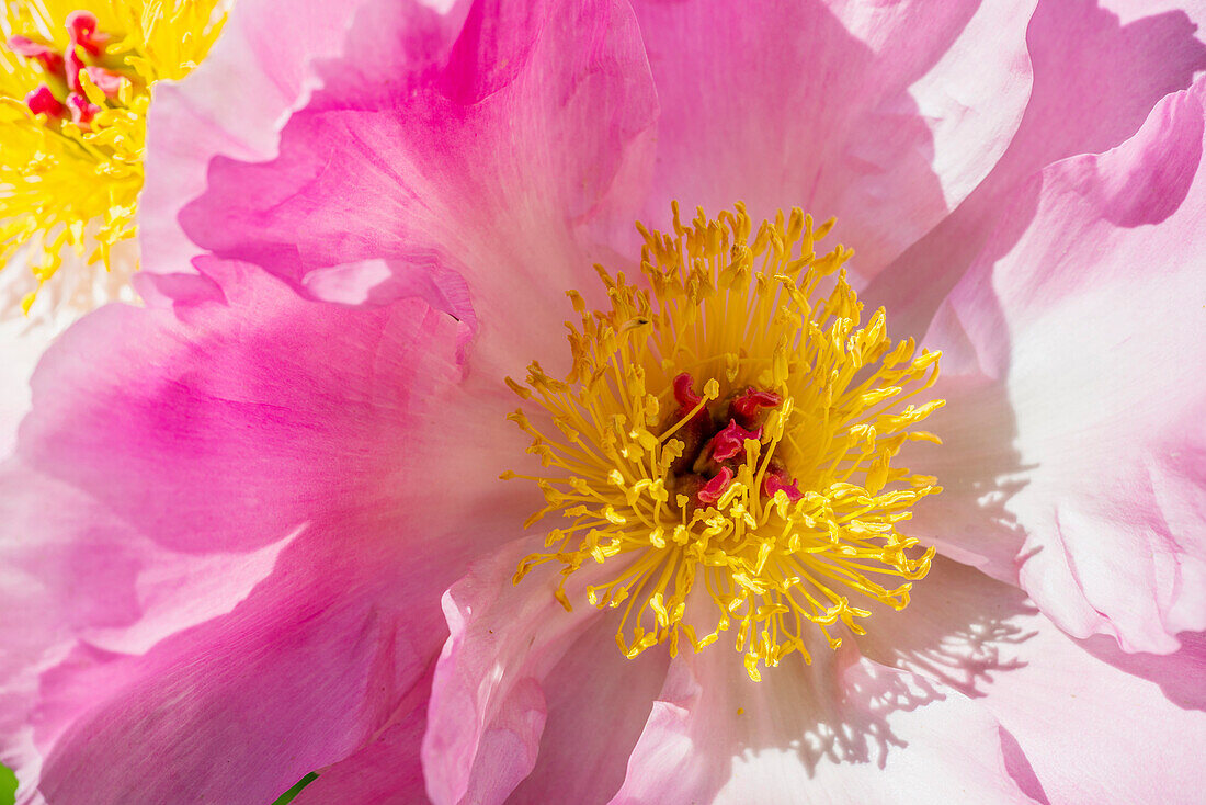 Close up of a pink peony blossom, Peonie Fioritura, Blossom, Flower, Nature