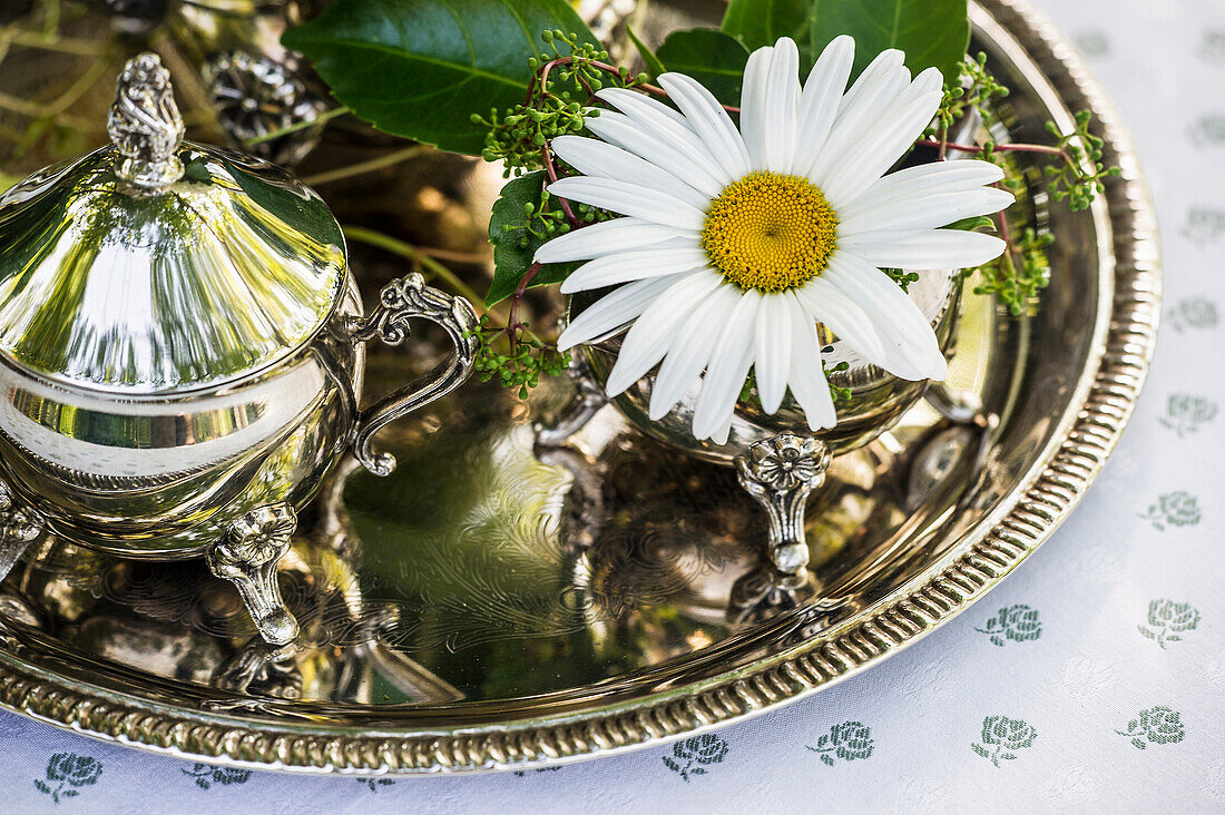 Stillleben mit alter silberner Kaffeekanne und Sommerblumen, Freiamt, Emmendingen, Baden-Württemberg, Deutschland