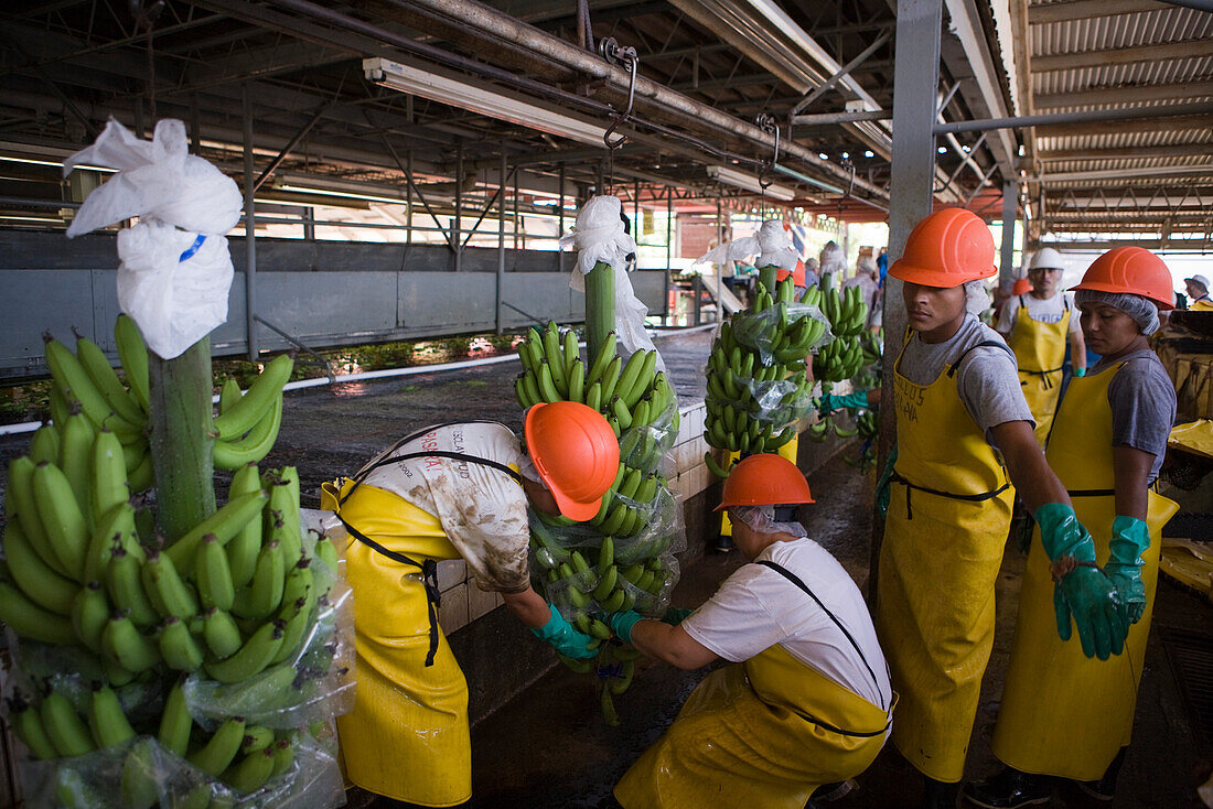 Workers at Dole banana plantation, near San Pedro Sula, Honduras, Central America