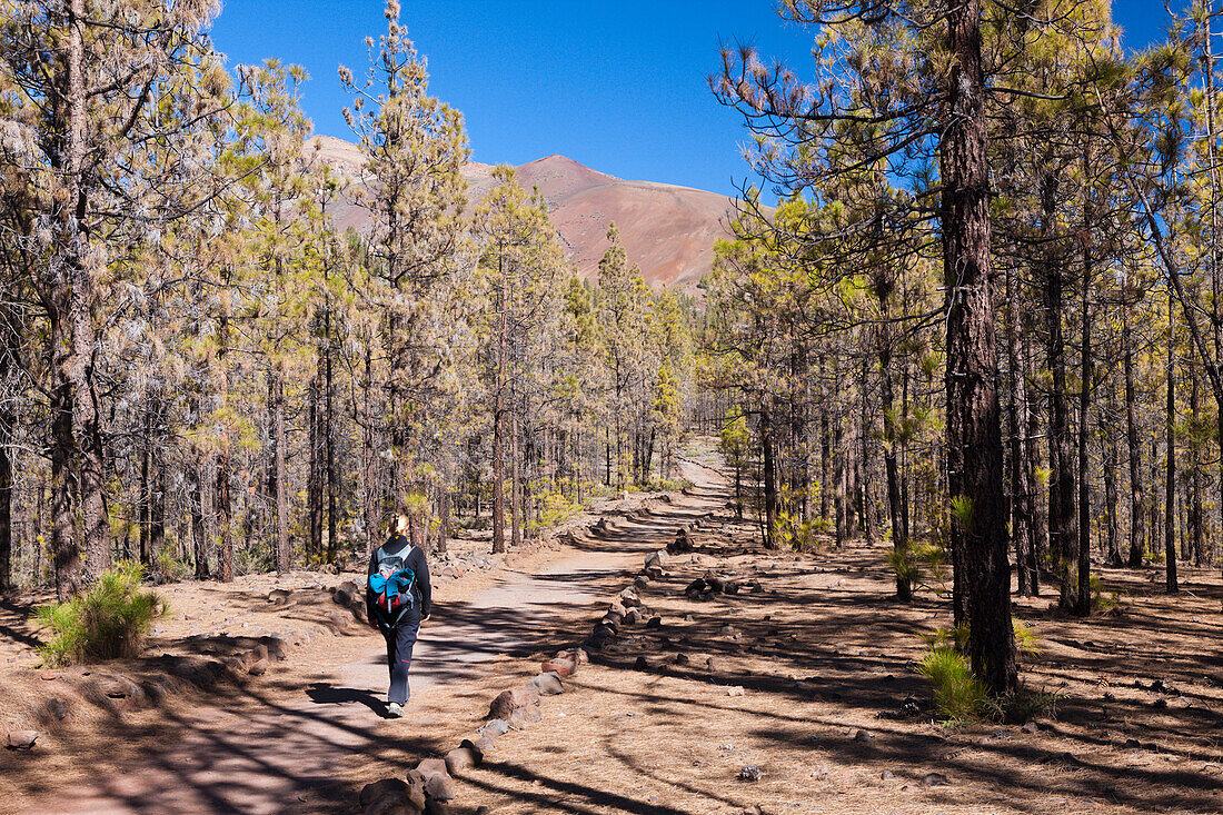 Wanderweg zur Weissen Mondlandschaft bei Vilaflor, Teneriffa, Kanaren, Spanien