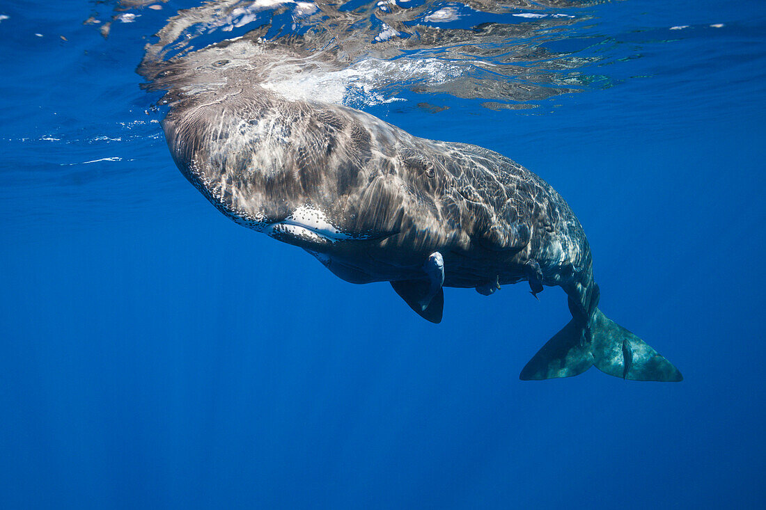 Sperm Whale, Physeter macrocephalus, Tenerife, Canary Islands, Spain