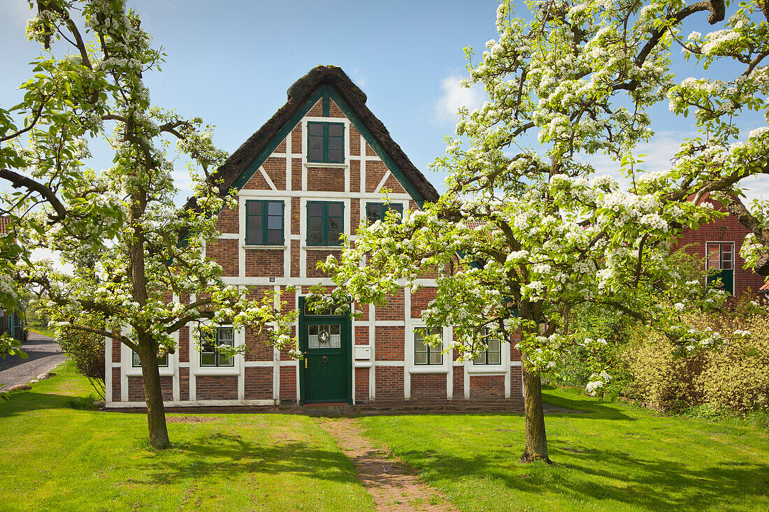 Blühende Bäume vor reetgedecktem Fachwerkhaus, bei Jork, Altes Land, Niedersachsen, Deutschland