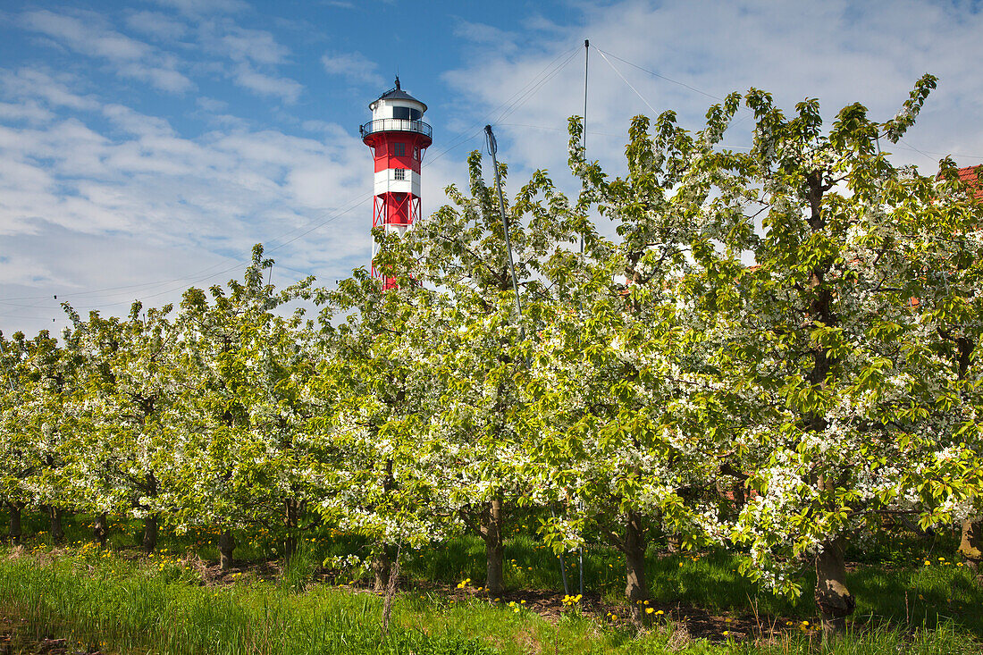 Blossoming trees in front of a lighthouse, near Jork,  Altes Land, Lower Saxony, Germany