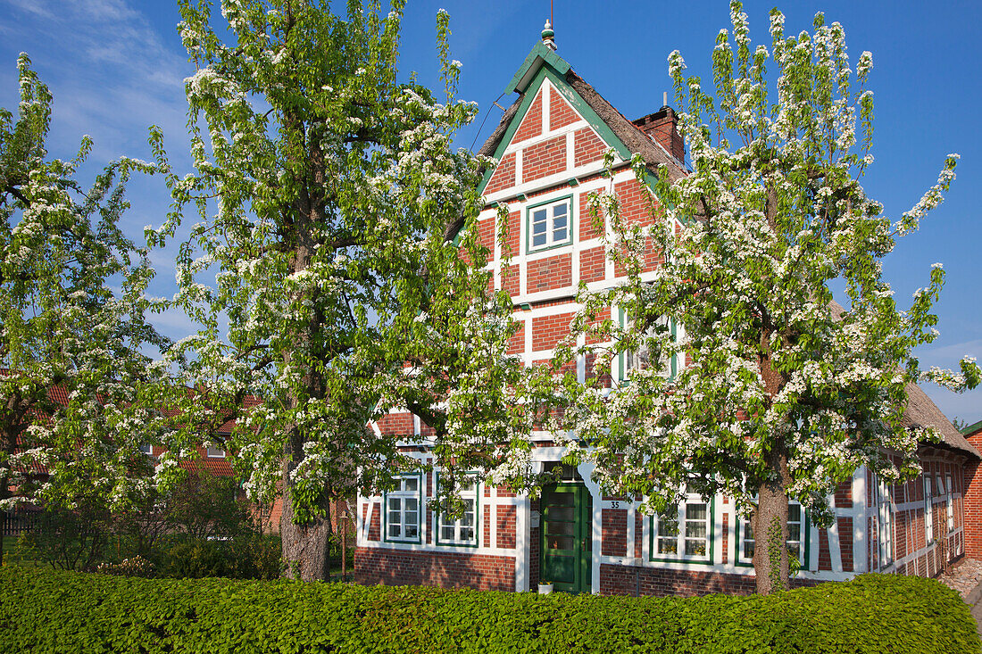 Blossoming trees in front of a half-timbered house with thatched roof, near Neuenkirchen, Altes Land, Lower Saxony, Germany