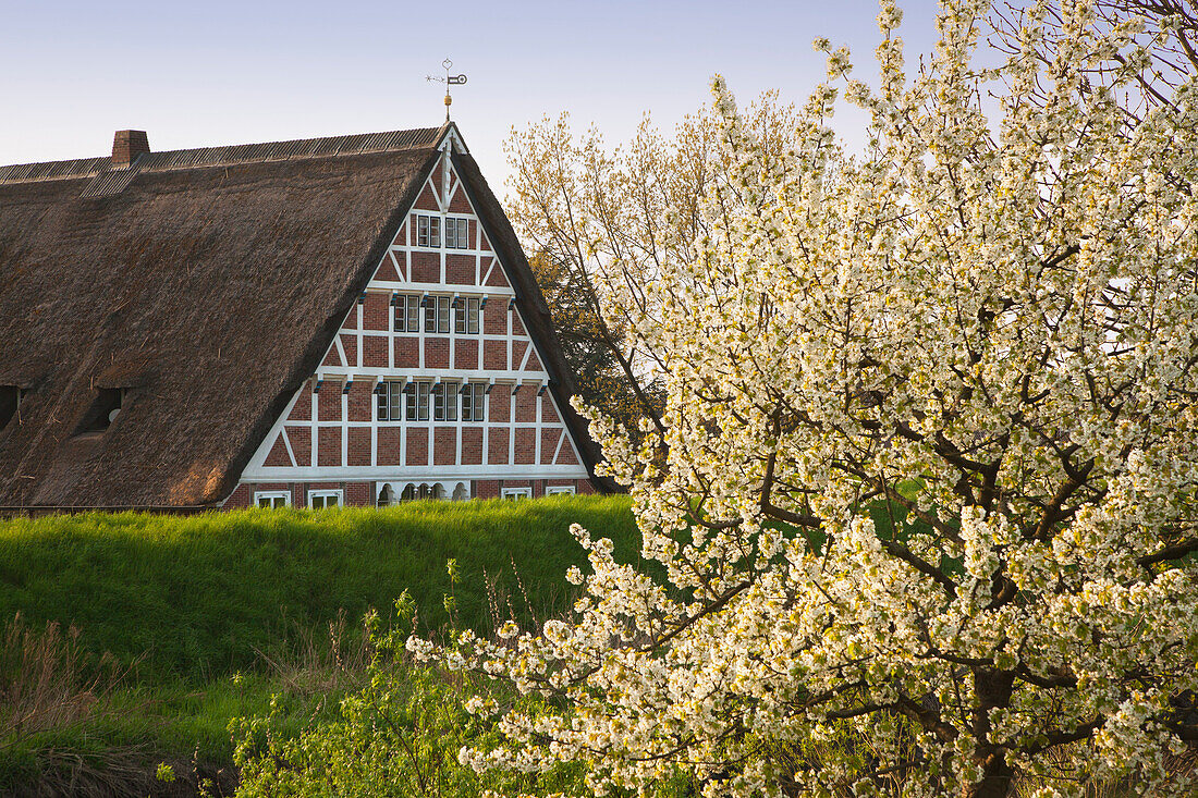 Blühende Bäume vor reetgedecktem Fachwerkhaus, bei Mittelnkirchen, Altes Land, Niedersachsen, Deutschland
