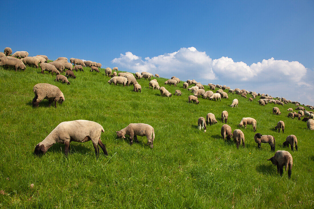 Sheep grazing on the dike, near Steinkirchen, Altes Land, Lower Saxony, Germany