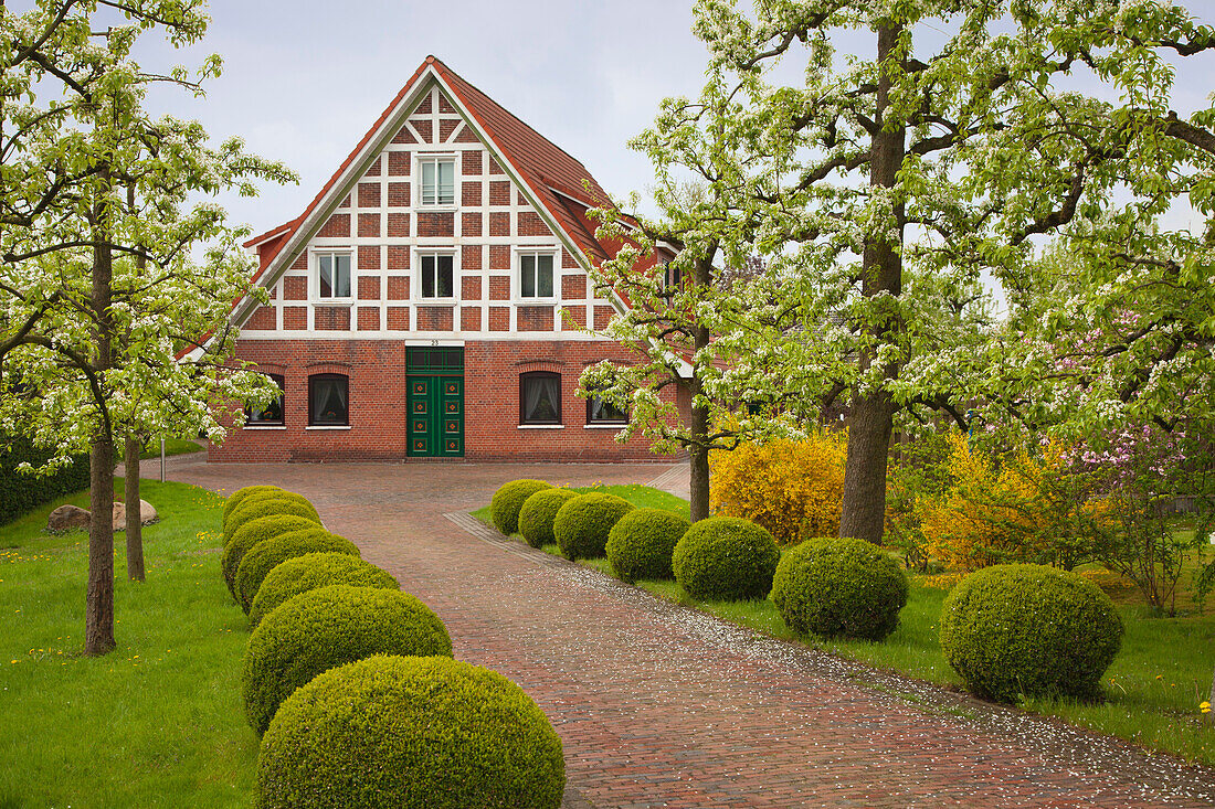 Blühende Bäume vor reetgedecktem Fachwerkhaushaus, bei Jork, Altes Land, Niedersachsen, Deutschland