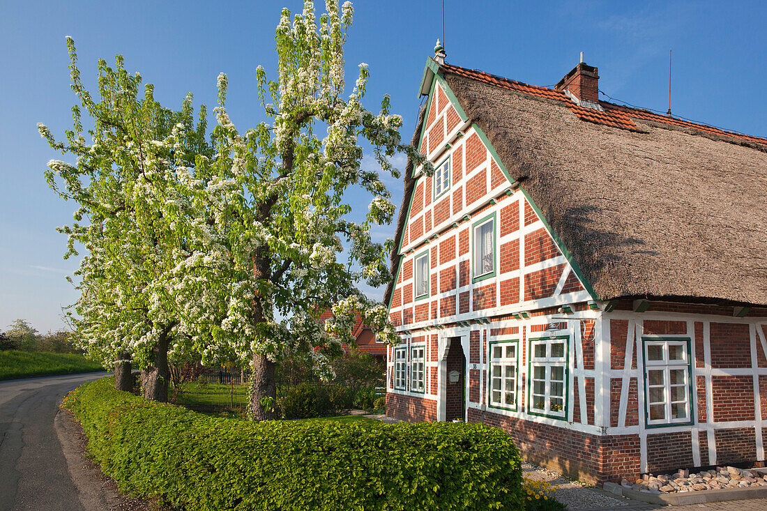 Blühende Bäume vor reetgedecktem Fachwerkhaus, bei Neuenkirchen, Altes Land, Niedersachsen, Deutschland