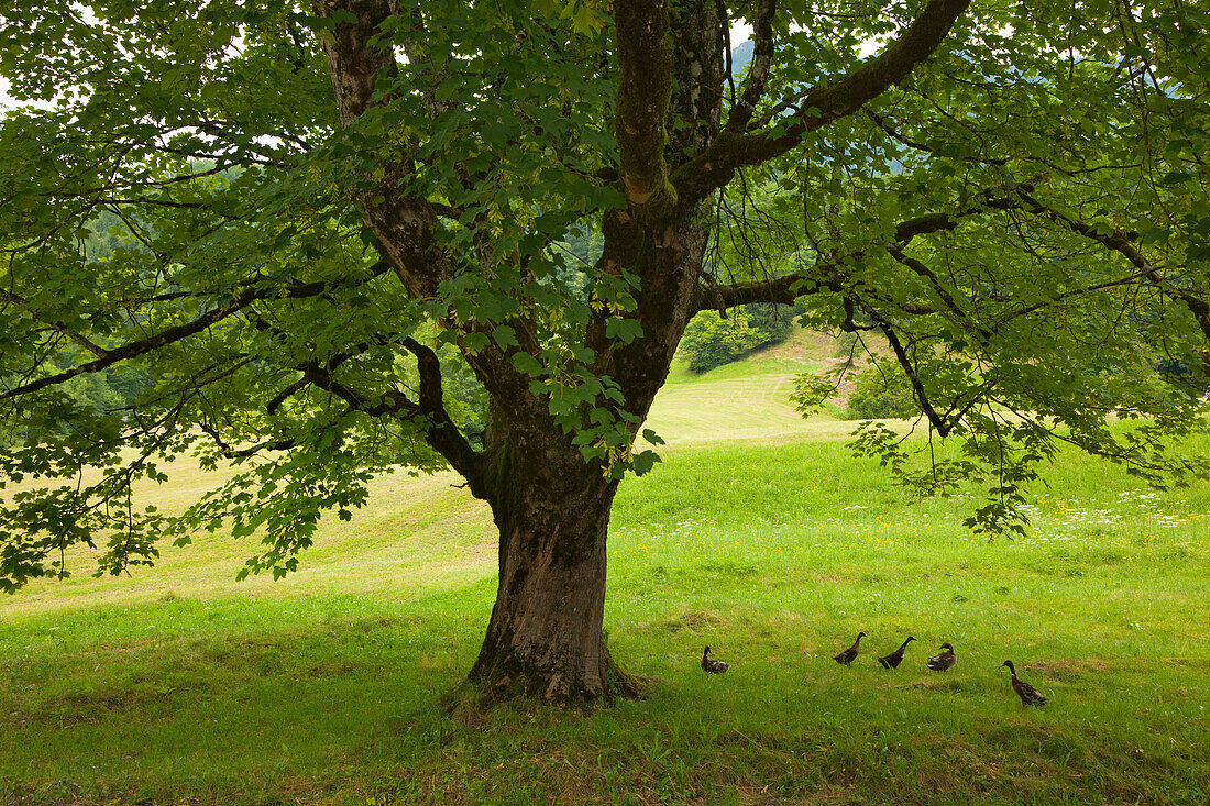 Ducks beneath a maple tree on a meadow, near Maria Gern, Berchtesgaden region, Berchtesgaden National Park, Upper Bavaria, Germany