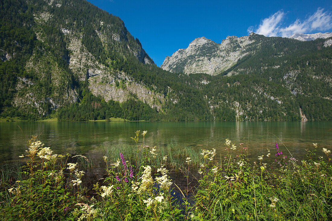 Bei Salet an der Südspitze des Königssees, Berchtesgadener Land, Nationalpark Berchtesgaden, Oberbayern, Bayern, Deutschland