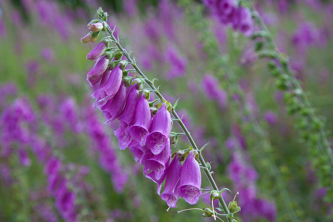 Foxglove (Digitalis purpurea) at the edge of a wood, Eifelsteig hiking trail, Nationalpark Eifel, Eifel, North Rhine-Westphalia, Germany