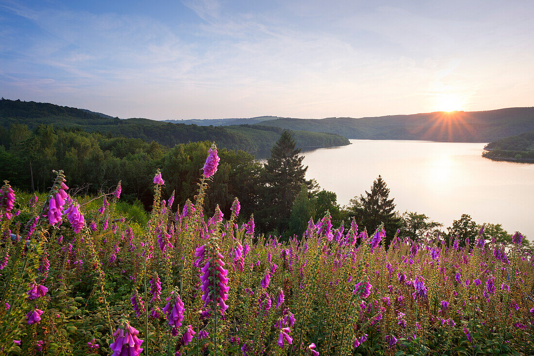 Fingerhut (Digitalis purpurea) am Waldrand, Blick über den Rur-Stausee bei Sonnenuntergang, Eifelsteig, Nationalpark Eifel, Eifel, Nordrhein-Westfalen, Deutschland