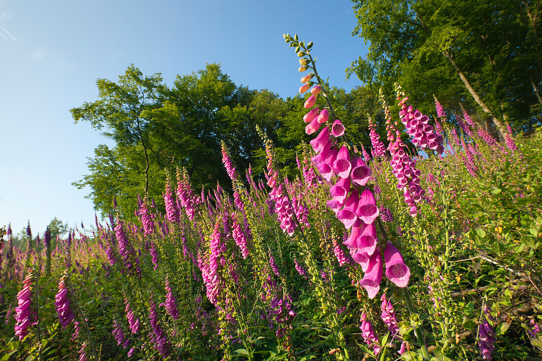 Foxglove (Digitalis purpurea) at the edge of a wood, Eifelsteig hiking trail, Nationalpark Eifel, Eifel, North Rhine-Westphalia, Germany