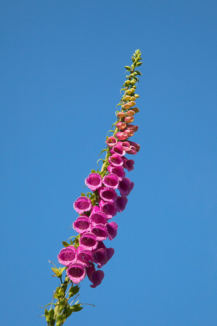 Foxglove (Digitalis purpurea), Eifelsteig hiking trail, Nationalpark Eifel, Eifel, North Rhine-Westphalia, Germany