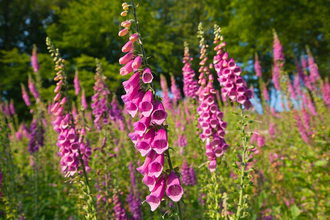 Fingerhut (Digitalis purpurea) am Waldrand, Eifelsteig, Nationalpark Eifel, Eifel, Nordrhein-Westfalen, Deutschland