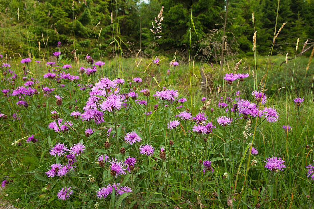 Wiesen-Flockenblume (Centaurea jacea) am Wegrand, Hohes Venn, Eifel, Belgien