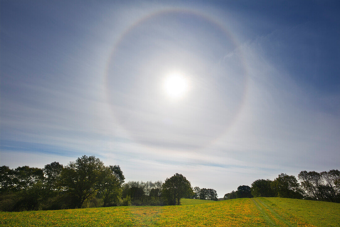 Halo (Lichtbrechung in Cirrostratus-Schleierwolken) am Himmel über einer Löwenzahnwiese, Brandenburg, Deutschland