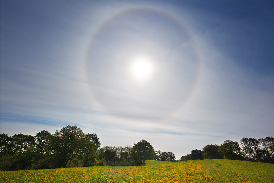 Halo (optical refraction in cirrostratus) above a dandelion field, Brandenburg, Germany
