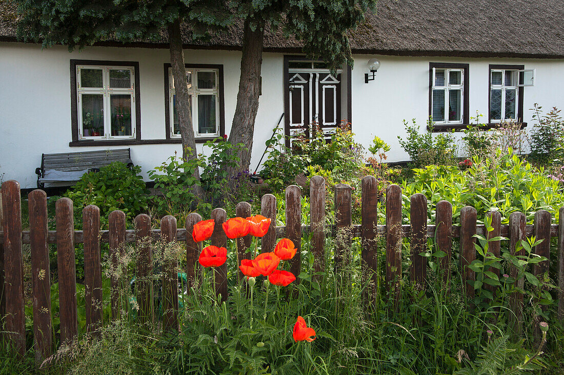 Mohnblumen vor einem Haus im Lieper Winkel, Insel Usedom, Ostsee, Mecklenburg-Vorpommern, Deutschland