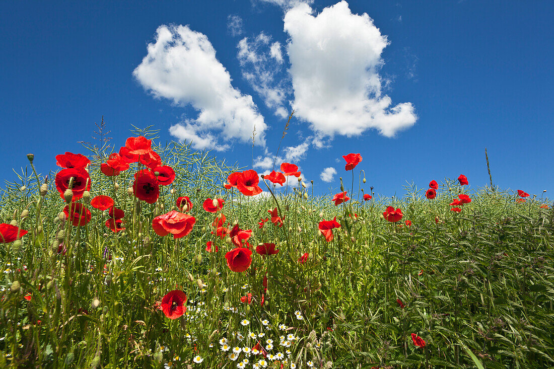 Wiese mit Mohnblumen, Insel Rügen, Ostsee, Mecklenburg-Vorpommern, Deutschland