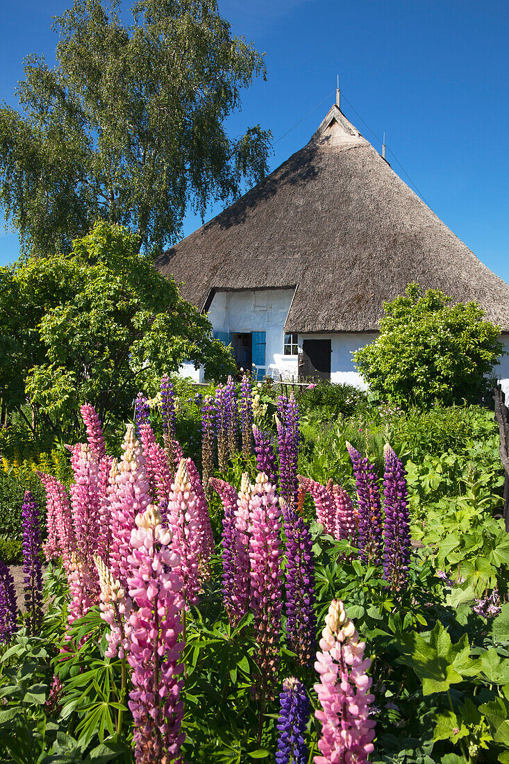 Lupine in the garden of the Pfarrwitwenhaus, Gross Zicker, Moenchgut peninsula, Ruegen island, Baltic Sea, Mecklenburg Western-Pomerania, Germany