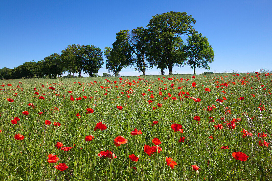 Mohnblumen, Insel Rügen, Ostsee, Mecklenburg-Vorpommern, Deutschland