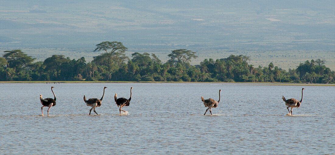 Ostriches In Lake At Amboseli, Kenya