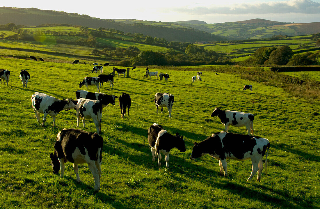 Cattle Grazing In North Exmoor, Devon, Uk