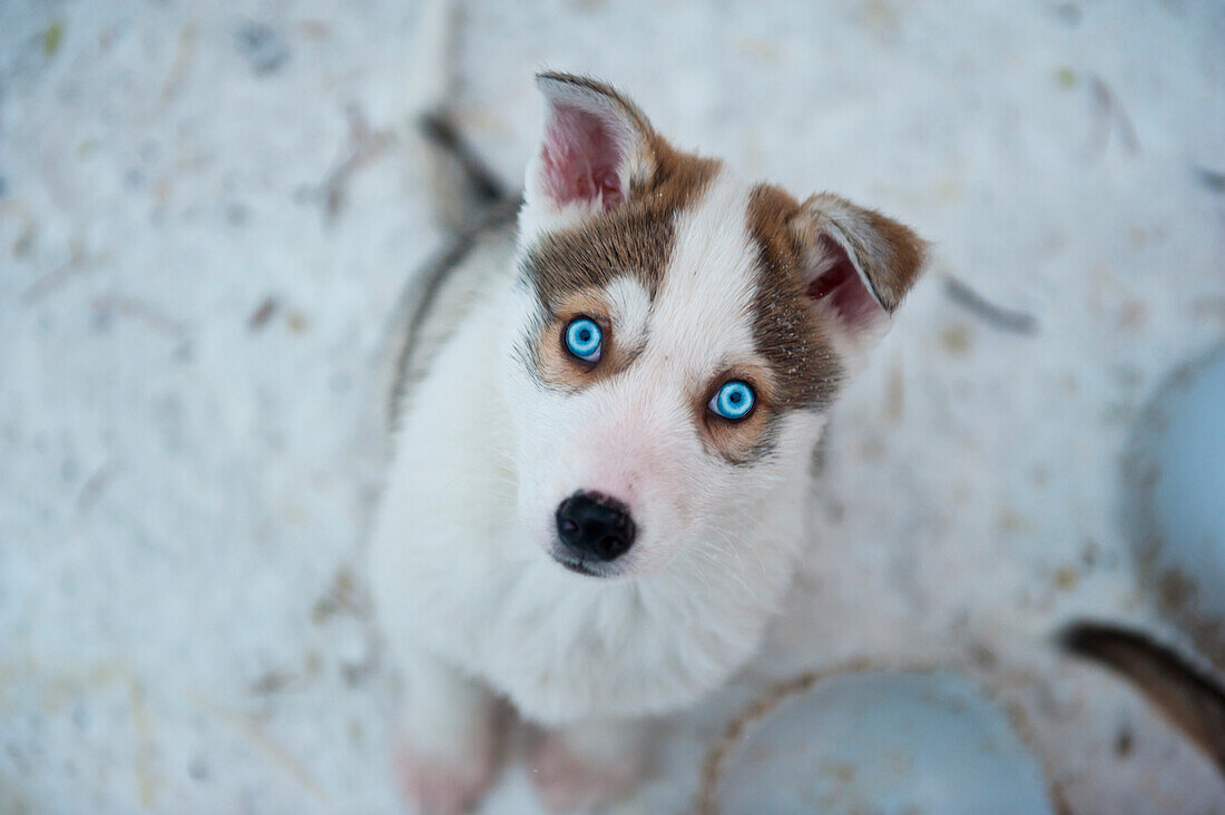 A Young Siberian Husky Pup With Piercing Ice-Blue Eyes At Polar Speed Husky Farm, Levi, Lapland, Finland