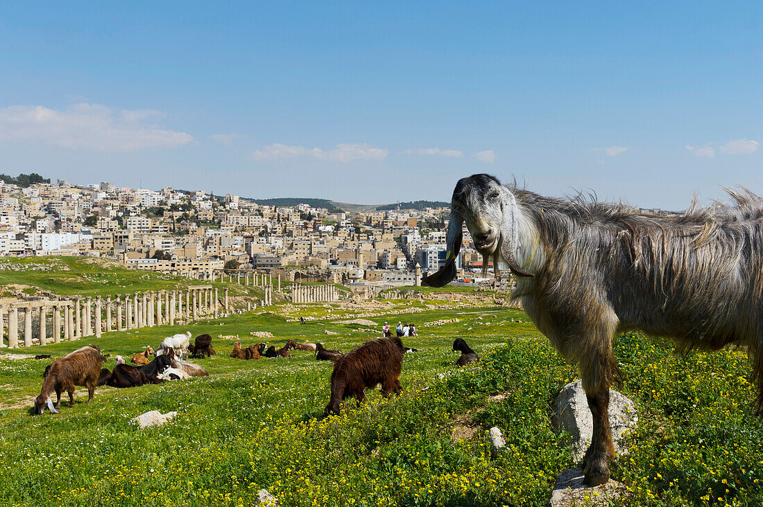 Inquisitive Goat In Gerasa, The Ancient City Of Jerash, The Decapolis City, Jordan, Middle East
