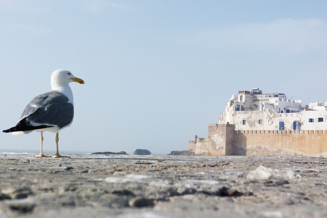 Seagull On The Sea Wall At Essaouira With Old Walled City In Background
