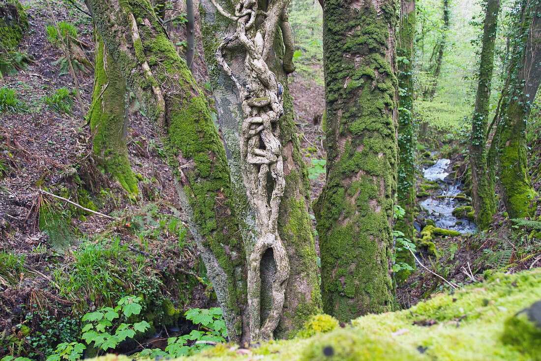 Ancient Forests Along The South West Coast Path Near Lynmouth, Exmoor, United Kingdom