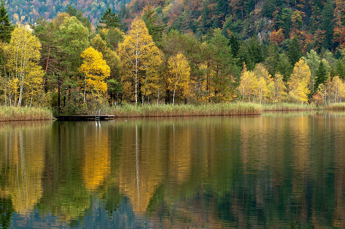 Der herbstliche Schwansee, Ostallgäu, Bayern, Deutschland