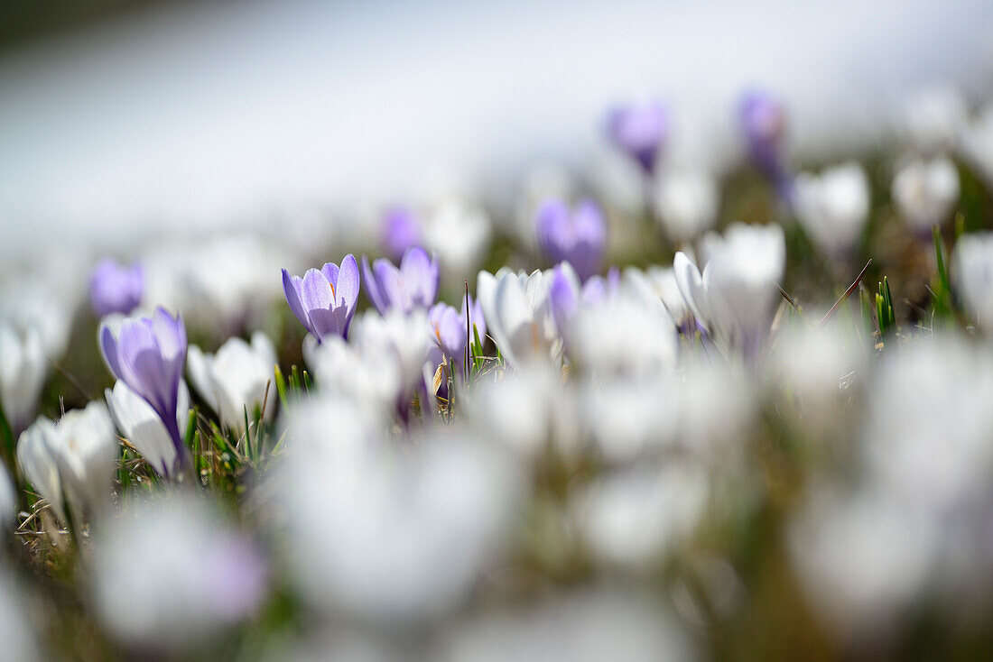Crocuses in blossom in the valley of Langtaufers, valley of Langtaufers, Oetztal range, South Tyrol, Italy