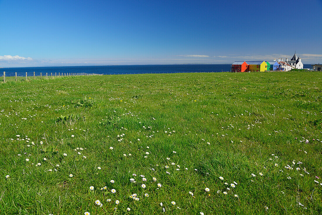Meadow with colourful houses in the background, John o' Groats, coast at Duncansby, Duncansby Head, Highland, Scotland, Great Britain, United Kingdom
