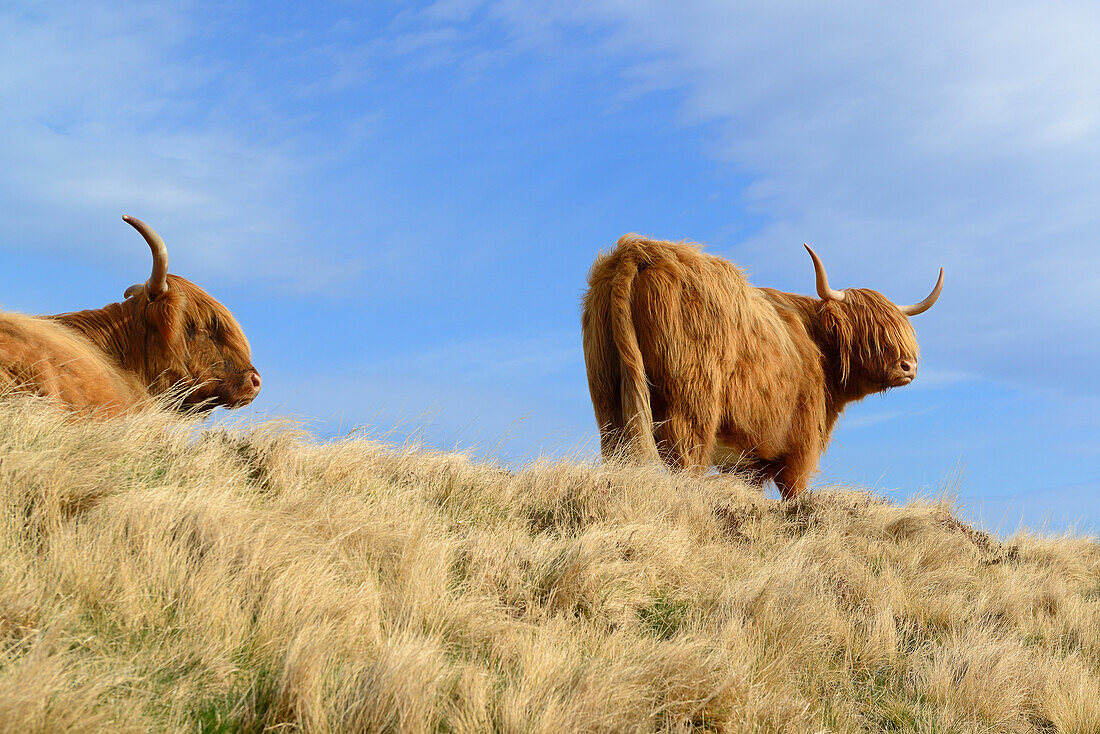 Two Scottish highland cattle, Scottish highland cattle, Highland, Scotland, Great Britain, United Kingdom