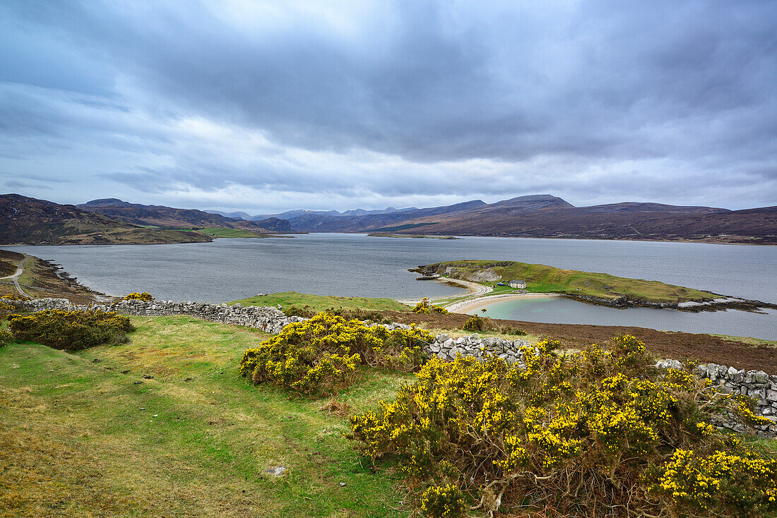 Broom in blossom in front of Loch Eriboll, Loch Eriboll, Highland, Scotland, Great Britain, United Kingdom