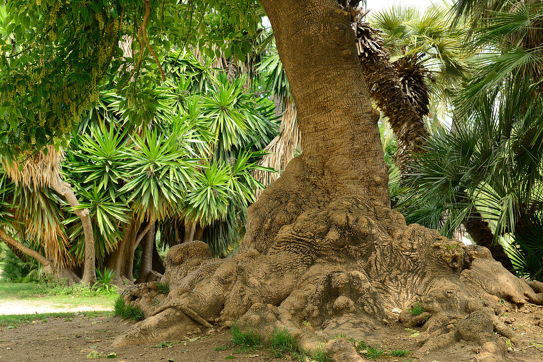 Trees and palm trees in Parc de la Ciutadella, city park, La Ribera, Barcelona, Catalonia, Spain