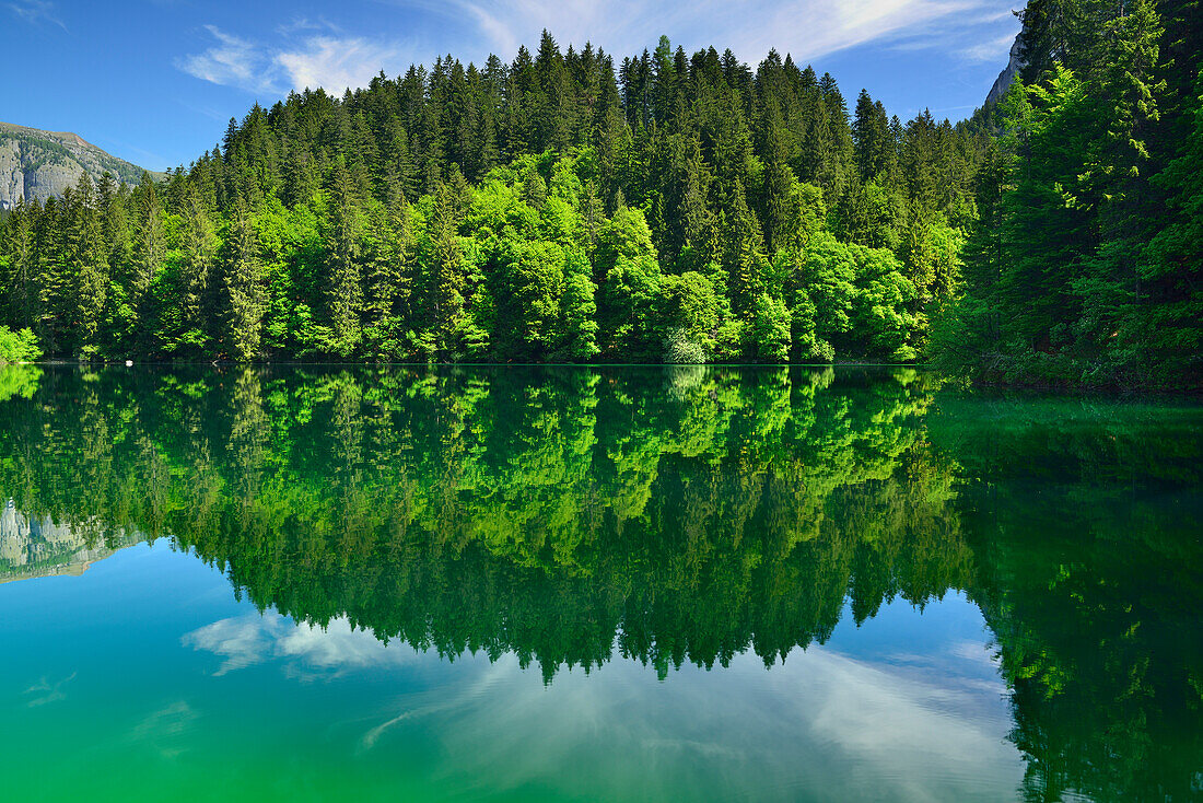 Trees reflecting in lake Tovel, lake Tovel, Brenta range, Brenta, Dolomites, UNESCO World Heritage Site Dolomites, Trentino, Italy