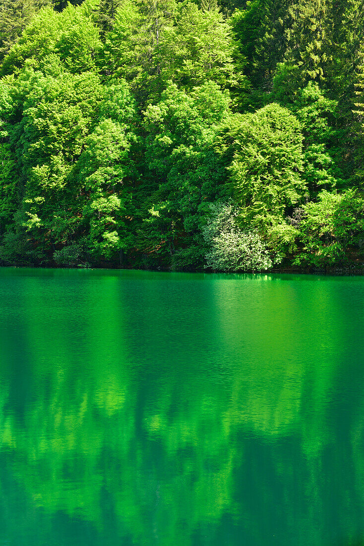 Trees reflecting in lake Tovel, lake Tovel, Brenta range, Brenta, Dolomites, UNESCO World Heritage Site Dolomites, Trentino, Italy