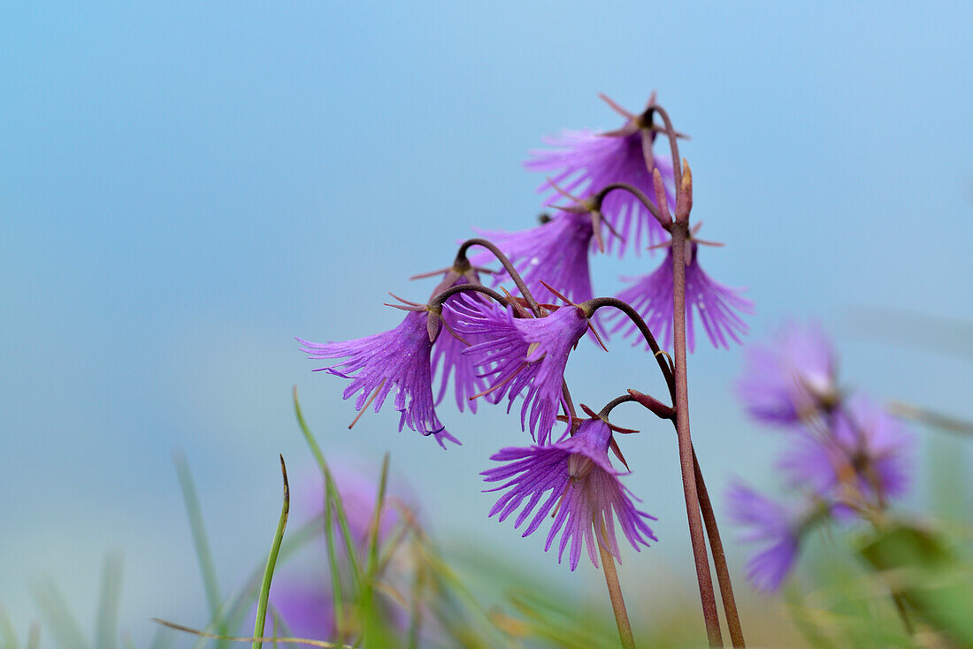 Snowbell, Soldanella alpina, Brenta range, Brenta, Dolomites, UNESCO World Heritage Site Dolomites, Trentino, Italy