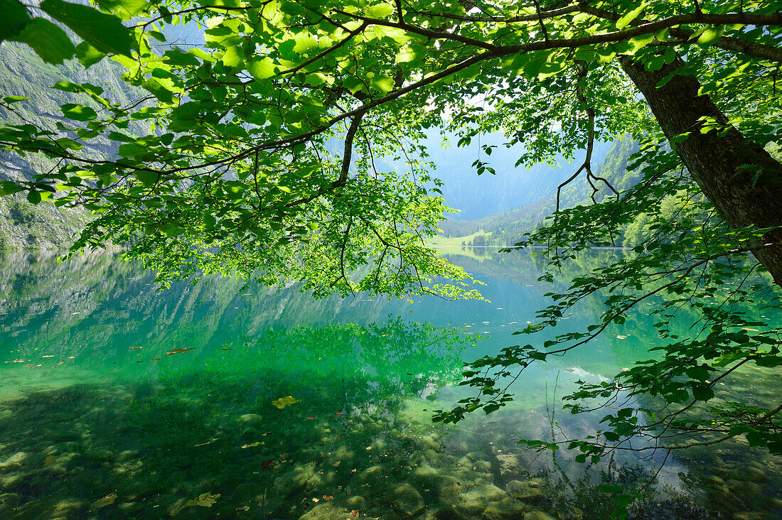 Beech tree leaning into lake Obersee, lake Obersee, lake Koenigssee, Berchtesgaden range, National Park Berchtesgaden, Berchtesgaden, Upper Bavaria, Bavaria, Germany